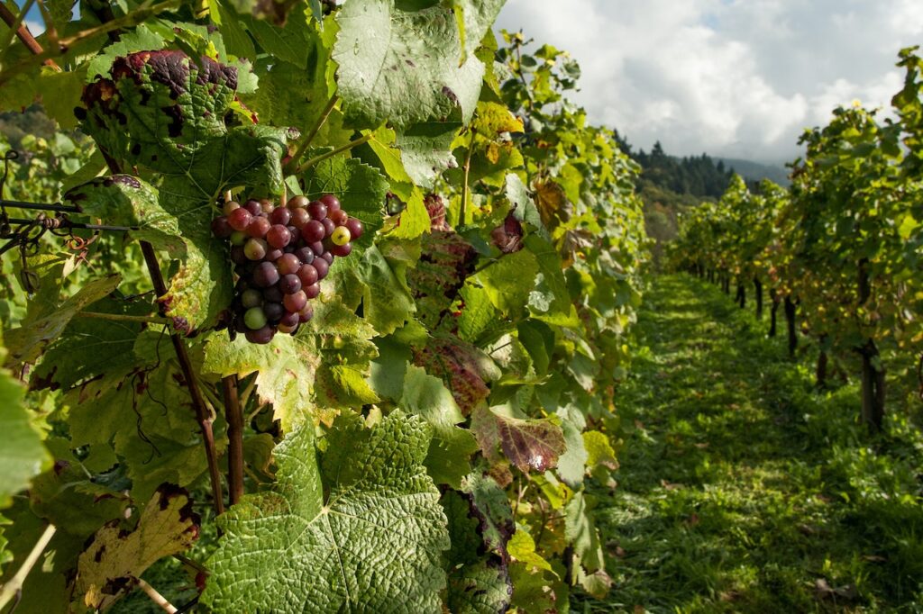 Solo Traveler's Guide to Wine Tasting and Vineyard Tours